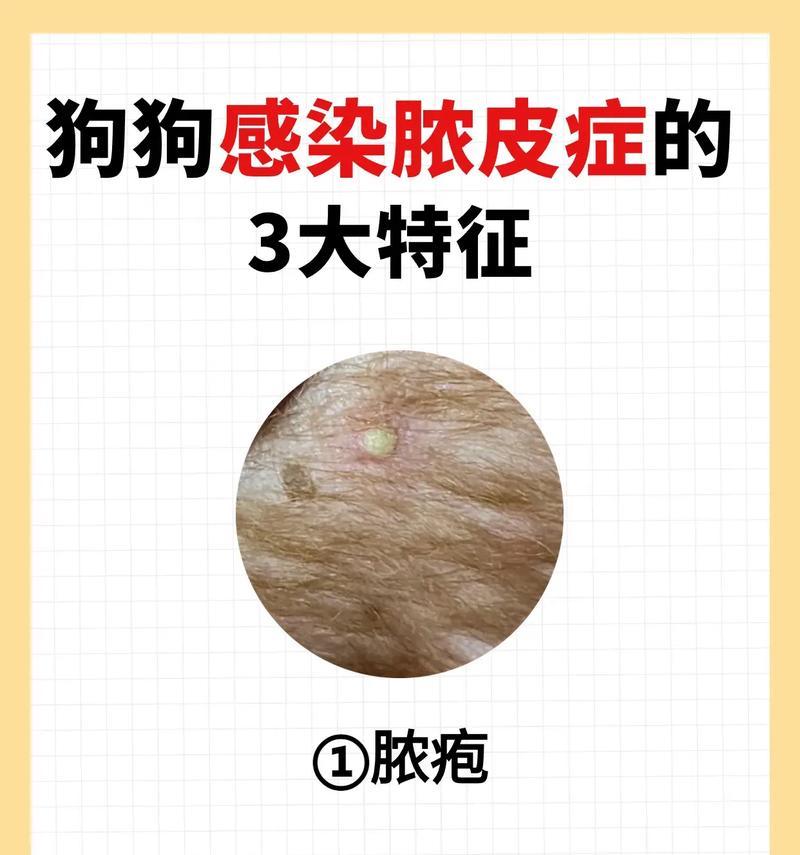 用食物帮助狗狗自愈5种疾病（在紧急情况下，这5种食物可以帮助你的狗狗恢复健康）