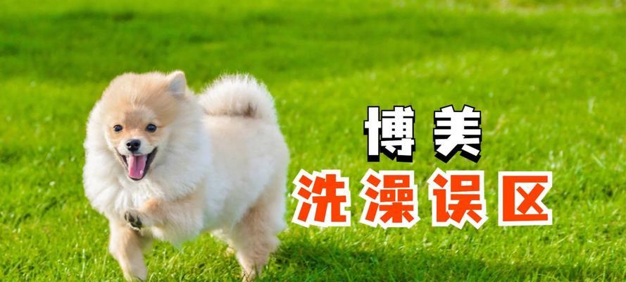 新买回来的狗需要多久洗澡一次？（探讨刚买回来的狗适宜的洗澡频率和注意事项）
