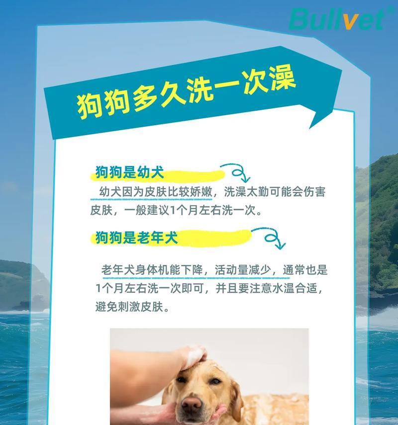 金毛犬洗澡的最佳时机与注意事项（金毛犬洗澡的频率与洗澡的正确方法）
