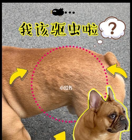 狗狗的生仔间隔是多久？（探寻狗狗产仔周期的奥秘）