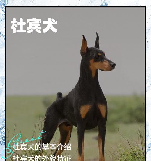 杜宾耳朵绑定时间与注意事项（了解杜宾耳朵绑定时间的必要性及正确操作方法）