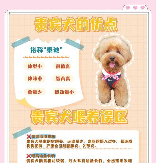 如何训练泰迪犬不咬人（掌握关键技巧，让你的宠物友善又安全）