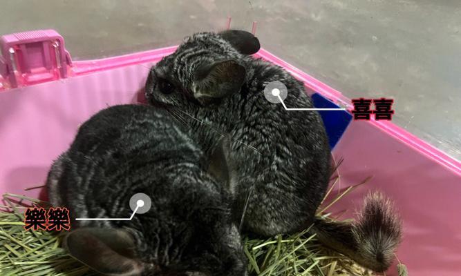 龙猫放风指南（龙猫放风时间安排及注意事项）