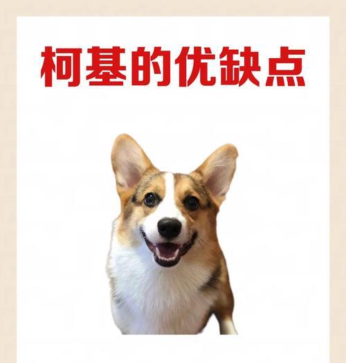 柯基犬的表现——真爱如初（他们把你当父母了！）