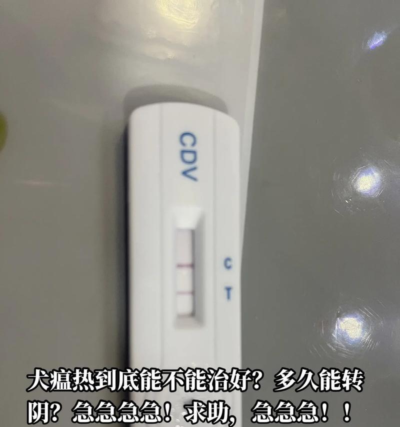 犬瘟热的康复时间（犬瘟热的预后与治疗进展）
