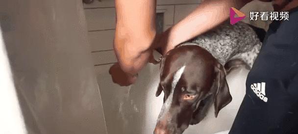 阿拉斯加犬的洗澡频率及注意事项（阿拉斯加犬洗澡的最佳频率和正确方法）