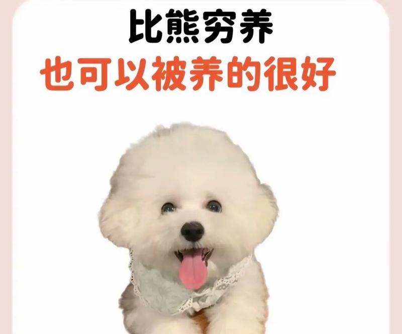 比熊犬的养护指南（了解成本，打造幸福的养宠生活）