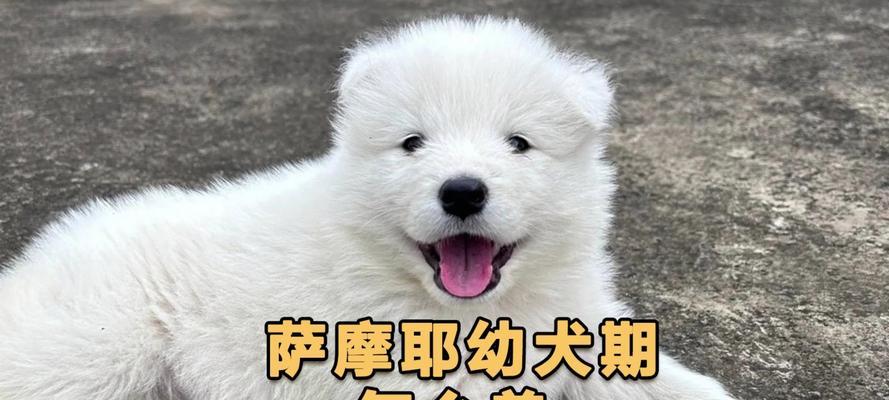 探寻萨摩耶市场价及饲养需注意的事项（了解萨摩耶犬的市场行情和养护要点）