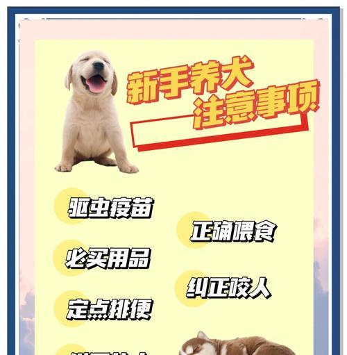 新手养狗攻略-幼犬到家后需要注意的事情（细心照顾幼犬，从一开始就给它们最好的）