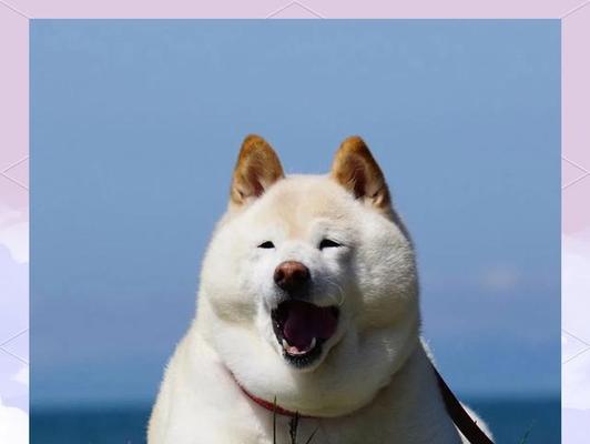 如何挑选适合的秋田犬？（选择秋田犬时需要考虑的重要因素）