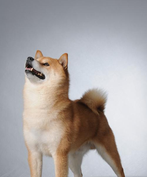 纯种柴犬的标准与特征（了解纯种柴犬的外貌、性格和健康特征）