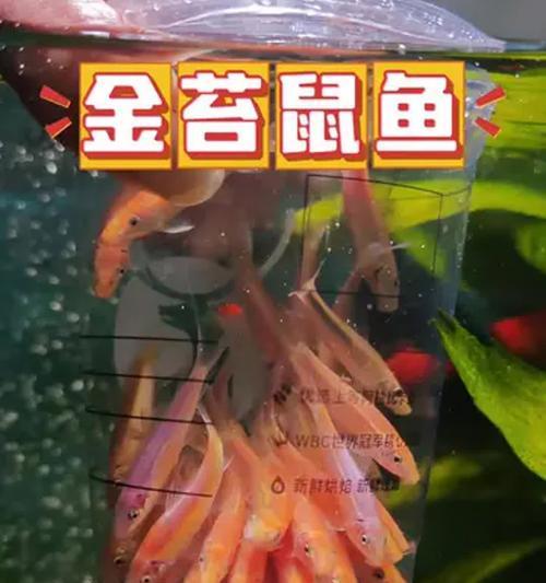 探索多样化的可养殖鱼类及其优势（探索鱼类养殖的潜力与前景）