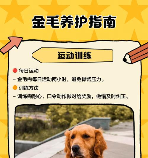 金毛的训练项目选择（挑选适合金毛的训练项目的关键因素及方法）