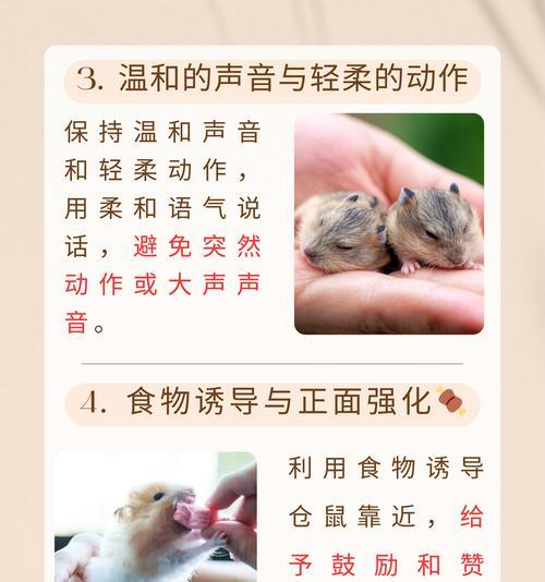 仓鼠宝宝的清理与护理（如何正确清理仓鼠宝宝，让它健康快乐成长）