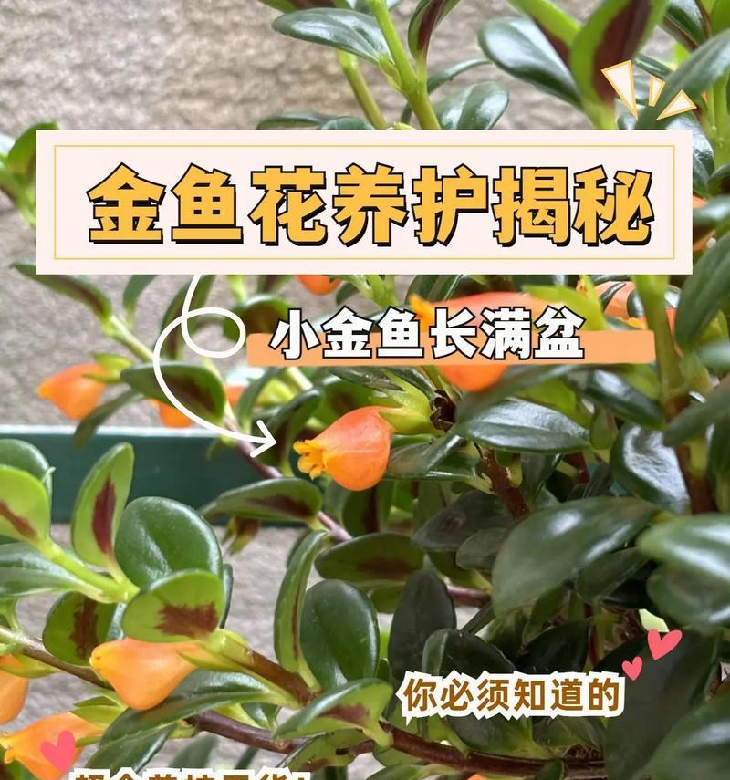为什么别人的金鱼天天在繁殖，我们的金鱼啥动静也没有？（金鱼繁殖的原因及如何促进繁殖）