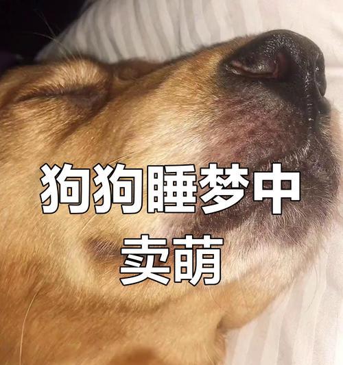 小金毛的睡眠需求（探索小金毛的睡眠时长和习惯）