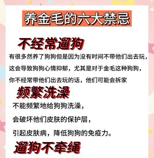 金毛犬的每日遛狗时间安排（金毛犬健康与幸福的关键之一）