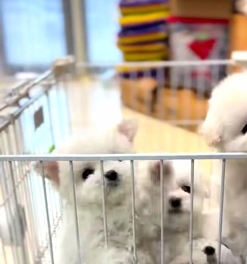 比熊幼犬何时适合开始吃狗粮？（了解比熊幼犬吃狗粮的最佳时机和注意事项）