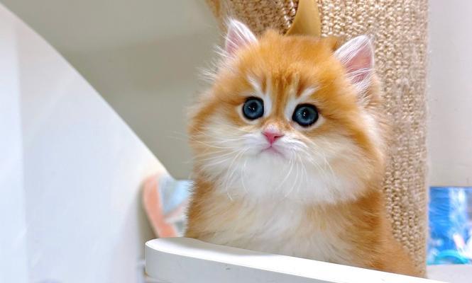 如何饲养英短蓝猫？（驱虫频率与健康关怀的重要性）