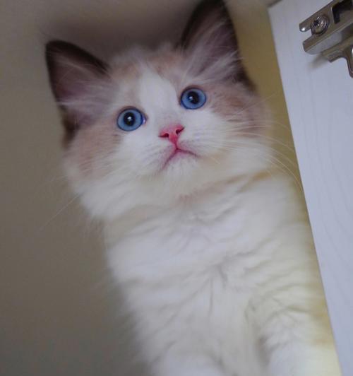 布偶猫（探索布偶猫的迷人特征与魅力）
