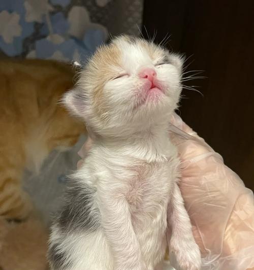 贵宾幼崽的眼睛睁开时间（揭秘贵宾幼崽眼睛睁开的奥秘）
