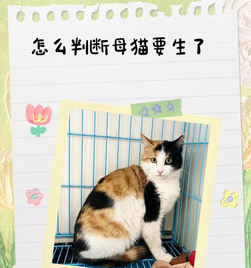 母猫生小猫的时间究竟需要多久？（探究母猫产仔过程中的关键时刻与注意事项）