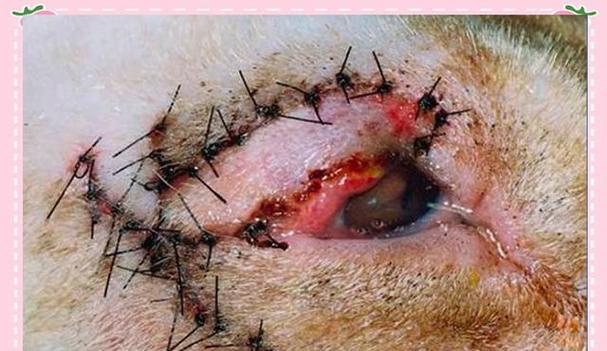 探讨猫眼部疾病及预防方法（了解猫眼部疾病的常见类型和治疗措施）