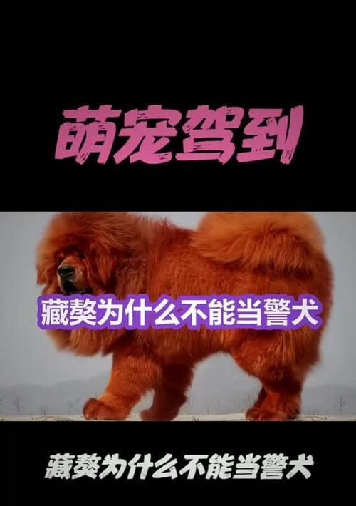 藏獒的野性难驯——了解这个凶猛异常的品种（探索藏獒的野性与特点，了解其驯化困境与引发原因）