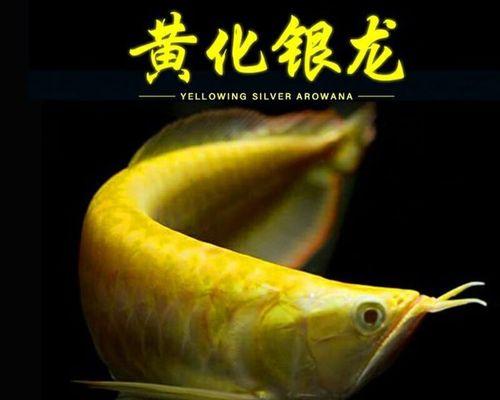 银龙鱼的寿命及关键因素分析（揭秘银龙鱼的生命周期及长寿要诀）