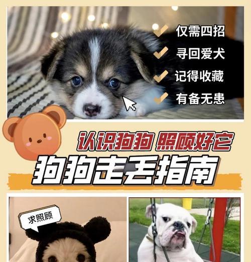 与狗狗分享的小技巧（有效防止狗狗乱吃东西及训练回家的小窍门）