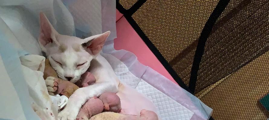 小猫生下来多久开始吃饭？（探究小猫断奶后的饮食规律）