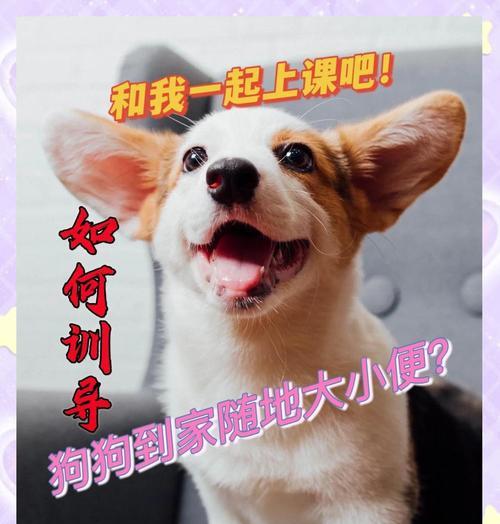 训练狗狗养成四个重要习惯的关键方法（帮助你的狗狗建立健康习惯，提高生活质量）