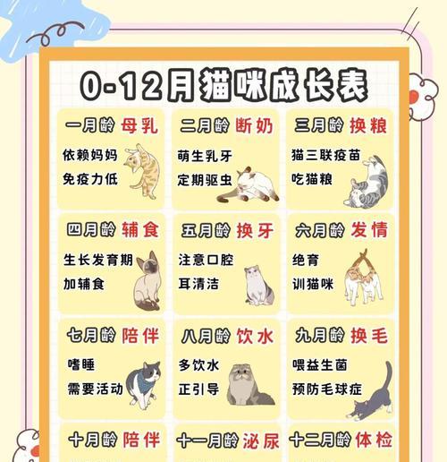 新手必读！如何照顾刚出生的小猫（人工喂养教程，让你的小猫健康成长）
