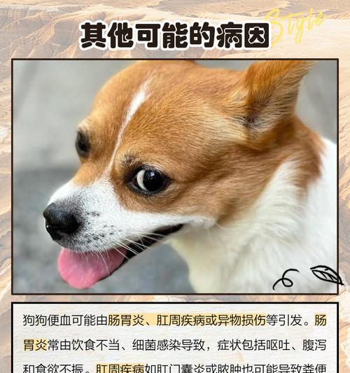 狗受凉拉肚子症状及应对措施（了解狗受凉拉肚子症状，有效处理宠物的不适感）