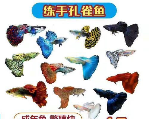 观赏鱼中的孔雀——美丽而好养的水族宠物（学会养护，让孔雀鱼在你的鱼缸里展翅飞翔）