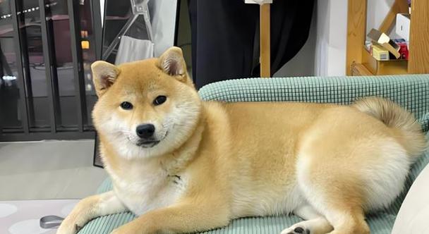 如何缓解柴犬掉毛情况（有效方法帮助你的柴犬减少掉毛困扰）