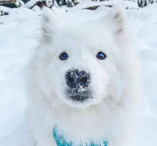 萨摩耶犬长毛时间分析（萨摩耶为何需要较长时间才能长出毛发？）