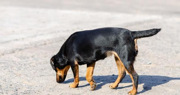 中国狗的品种多样性（探索中国独特的犬种文化）