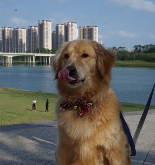 金毛喂食后合适遛狗的时间（金毛狗喂食后多久可以遛？）