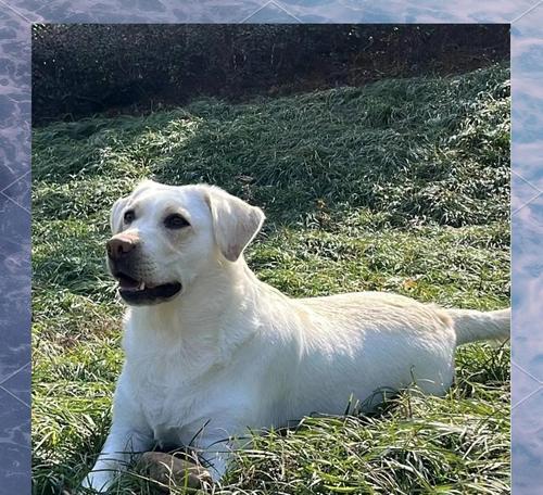 拉布拉多犬养护与训练指南（养育一只忠诚、友善的拉布拉多犬，从这里开始！）