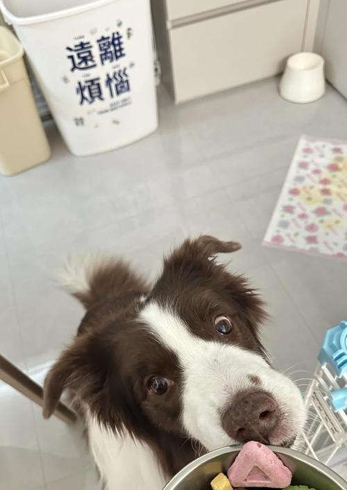狗狗脚部外伤的康复时间及注意事项（了解狗狗脚外伤康复时间的关键因素）