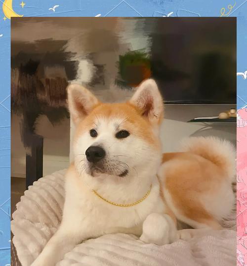 为什么有人不适合养秋田犬？（探究养秋田犬的要求及挑战）