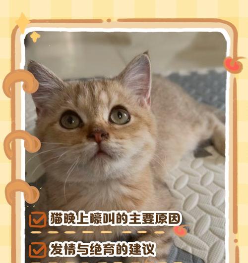 猫咪的睡眠习惯与时长（揭秘猫咪的懒觉时间和睡眠需求）
