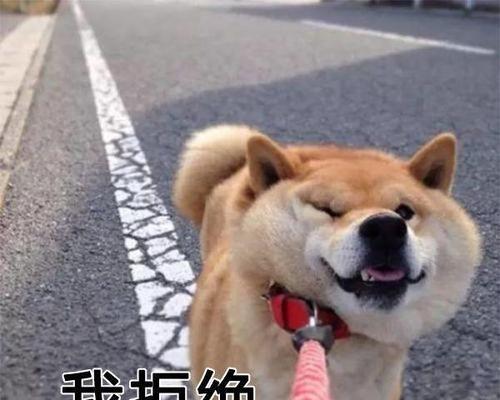 拒绝狗溜人！养成这5个好习惯，及时纠正（让阿拉斯加一样不爆冲，让你的狗走得更舒服）