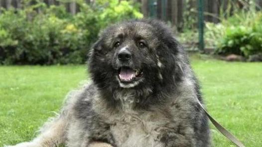 大型犬品种（探索大型犬品种的特点及饲养要点）