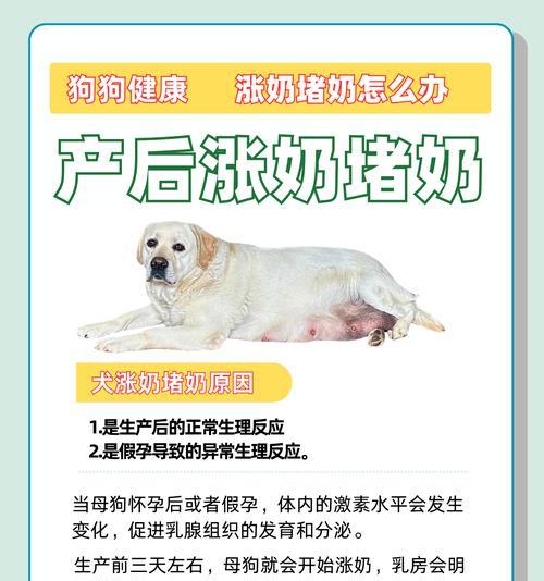 狗狗乳头肿原因解析（探寻导致狗狗乳头肿胀的多种可能性）
