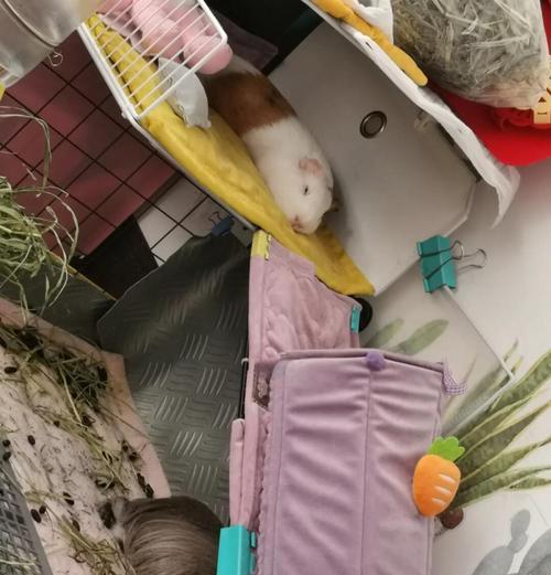 养一只荷兰猪的成本及贵不贵？（荷兰猪的养育费用和经济性分析）