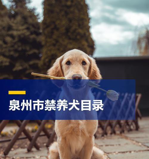 泉州犬舍（探索泉州犬舍，打造宠物爱心基地）