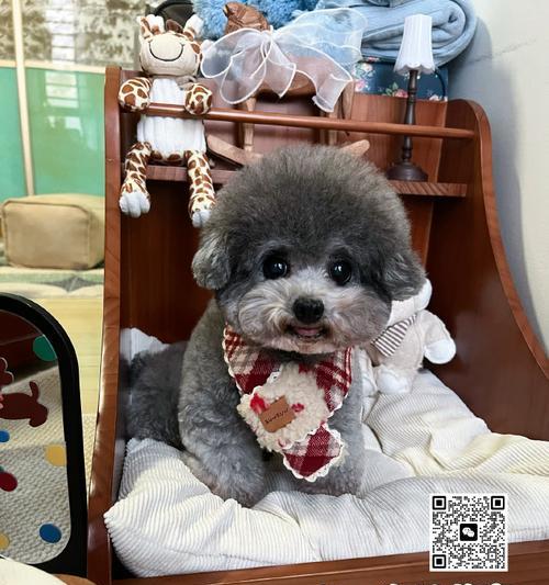 贵宾配种（探究贵宾犬繁殖过程中的时间要求与管理策略）