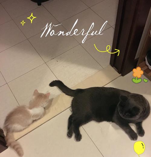 养猫咪的花销有多大？（一年养猫咪的经济负担及）